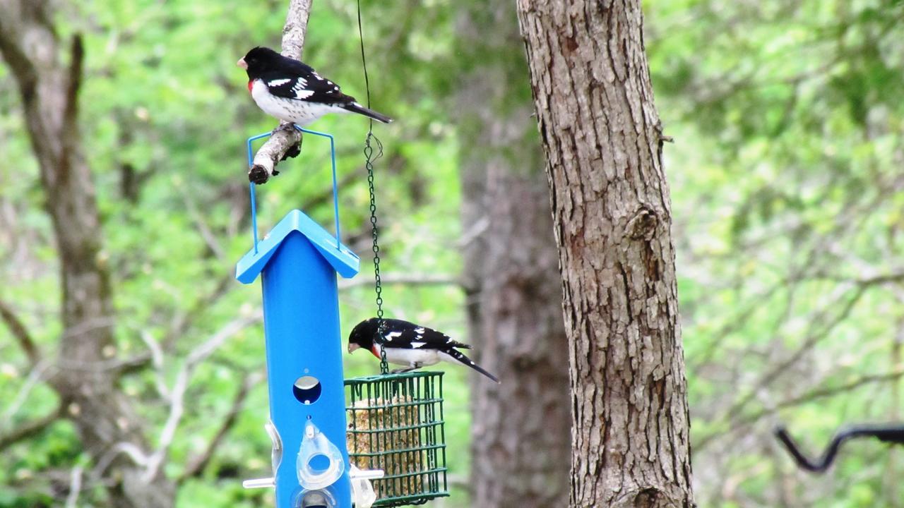 5 Ojo Inn Bed And Breakfast Eureka Springs Luaran gambar